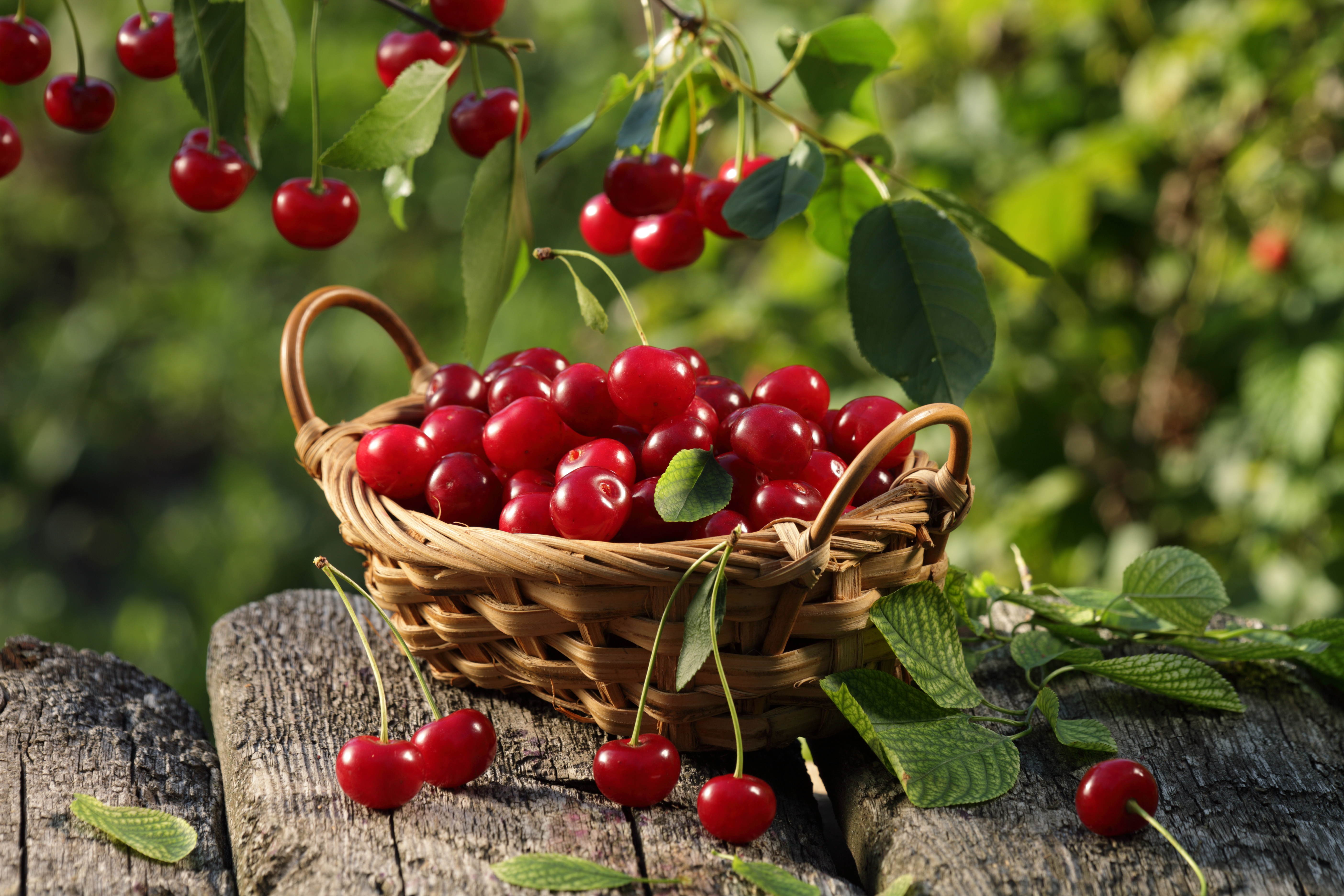 cherry-punnet